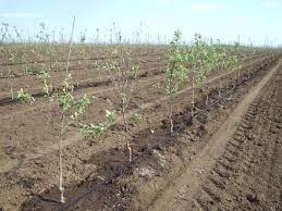 кўчат экиш учун ерни тайёрлаш